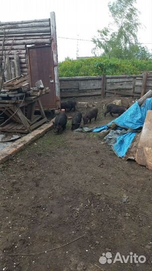 Вьетнамские вислобрюхие поросята