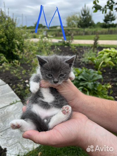 Отдам котят в добрые руки