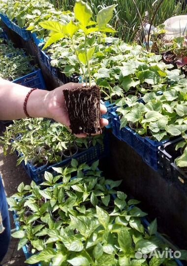 Рассада огурцы, помидоры, перец