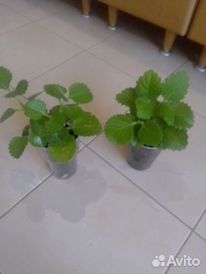 Комнатные цветы