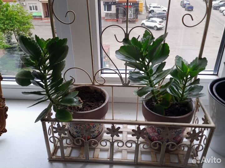 Каланхоэ цветущее