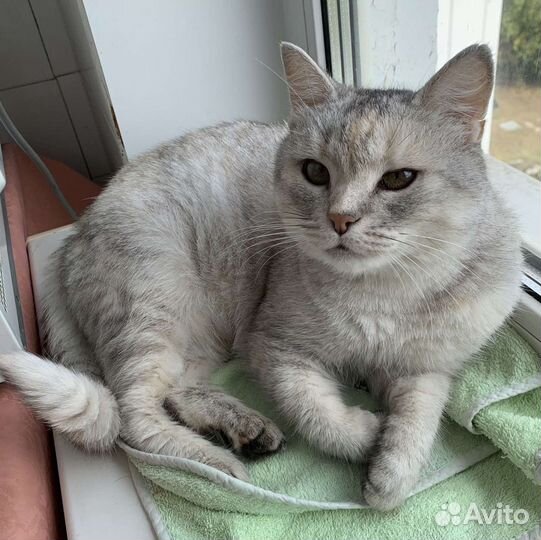 Кошка котенок