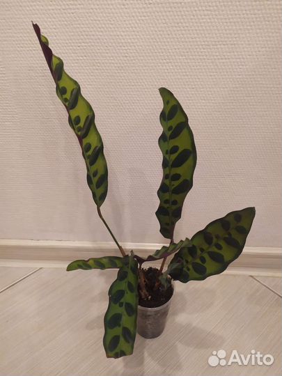 Калатея лансифолия