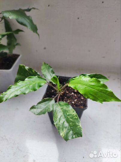 Гибискус вариегатный