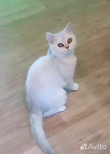 Шотландская девочка