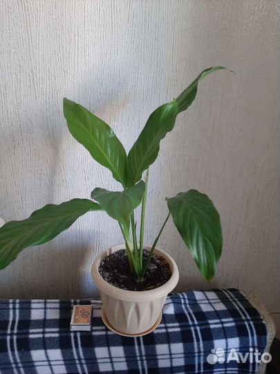 Спатифиллум