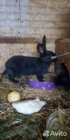 Кролики Полтавское серебро