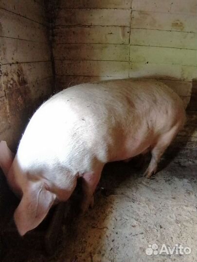 Поросята ландрас