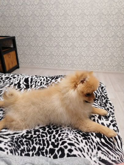 Передержка