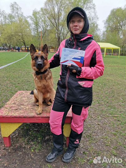 Дрессировка и воспитание собак, ноузворк