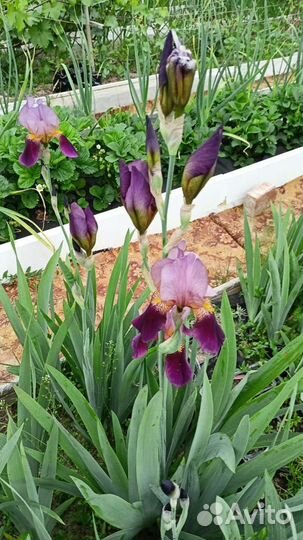 Ирисы бородатые