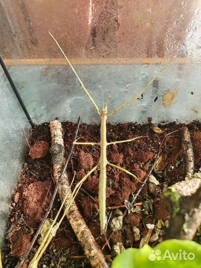 Анамские палочники