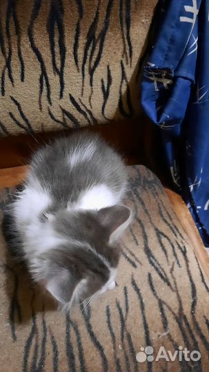 Котята пушистики