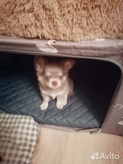 Чихуахуа лиловый малыш