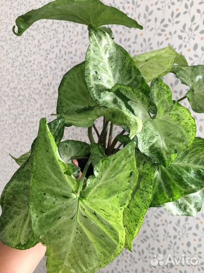 Сингониум большие кусты