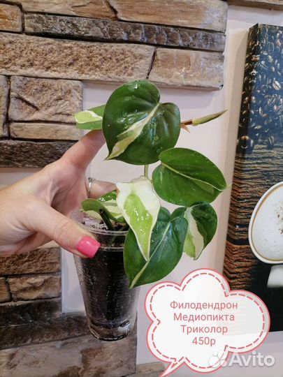 Комнатные цветы