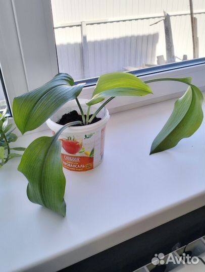 Эухарис амазонская лилия