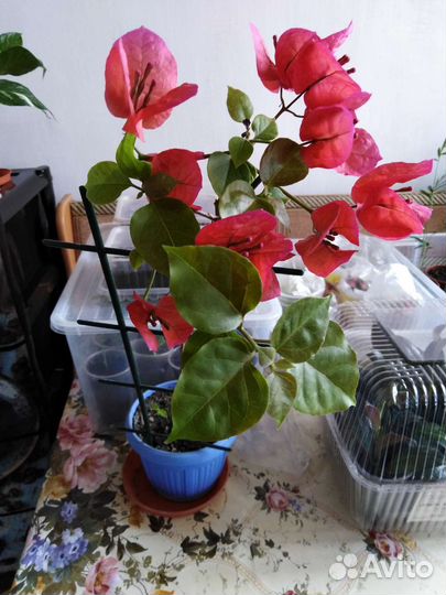 Бугенвиллия взрослая