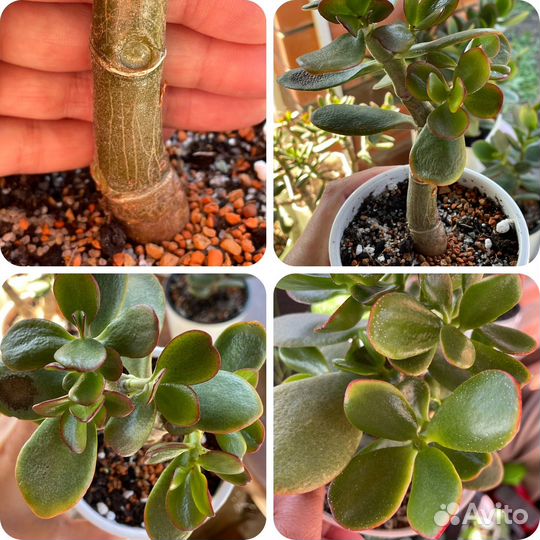 Крассула сортовая крупномеры