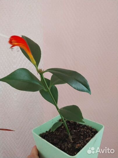 Эсхинантус, Жар Птица