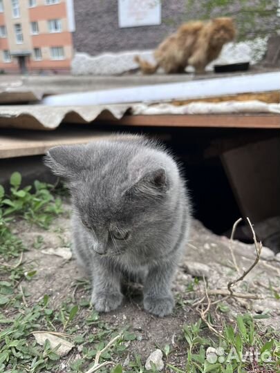 Котенок в добрые руки