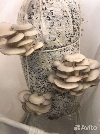 Мицелий вешенки зерновой