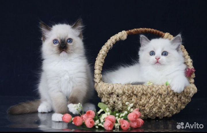 Рэгдолл котята