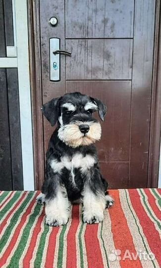 Цвергшнауцер