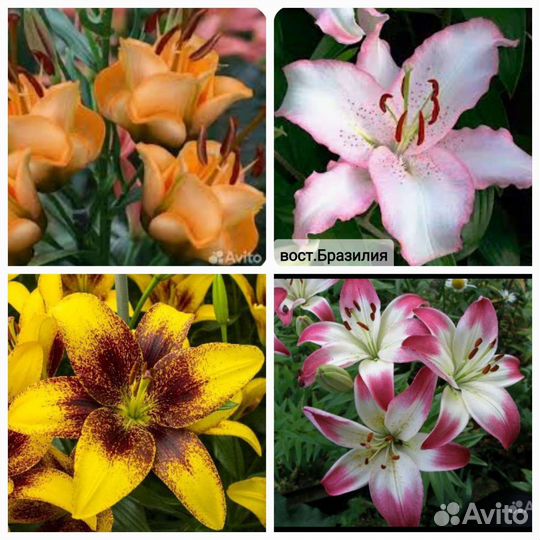 Лилии, лилейники, жемчужница