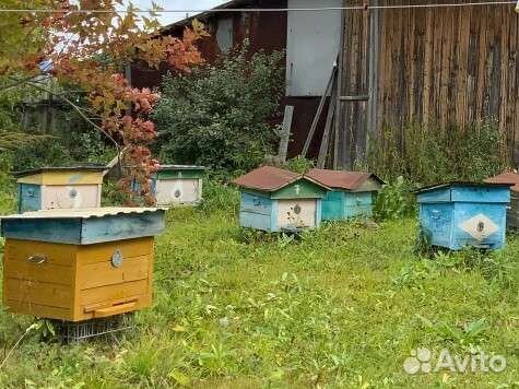 Пчелосемьи с ульями