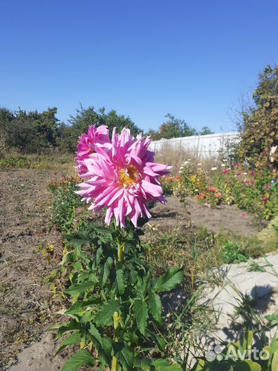 Георгины клубни