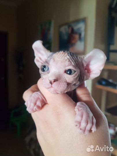 Сфинкс двэльф