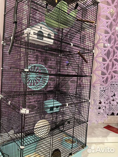 Мышка домашняя