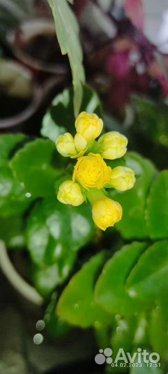 Каланхое цветущий