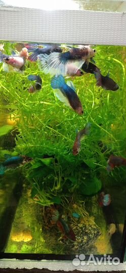 Рыбка петушок