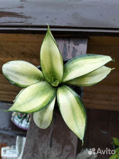 Сансевиерия голден Ханни