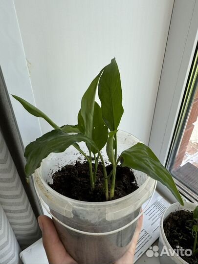 Спатифиллум женское счастье