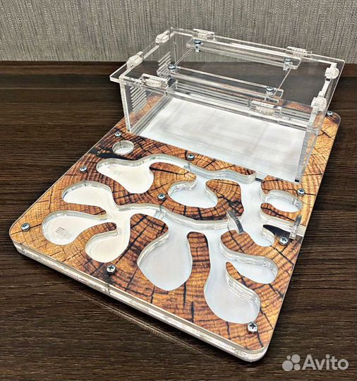 Муравьиная ферма. Муравьи