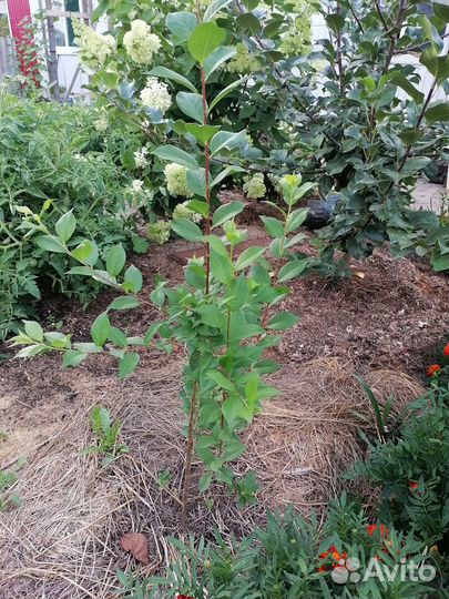 Саженцы слива/крыжовник