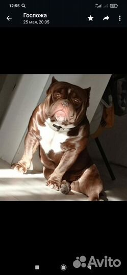 Американский булли вязка