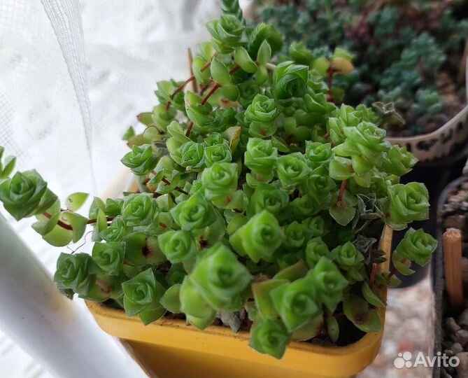 Суккуленты крассулы