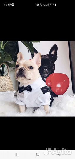 Новый костюм для собак