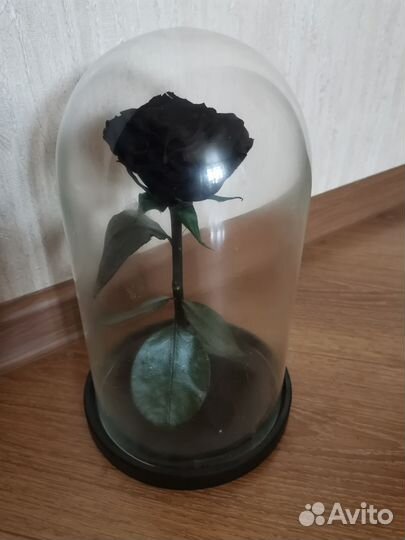 Черная роза в колбе