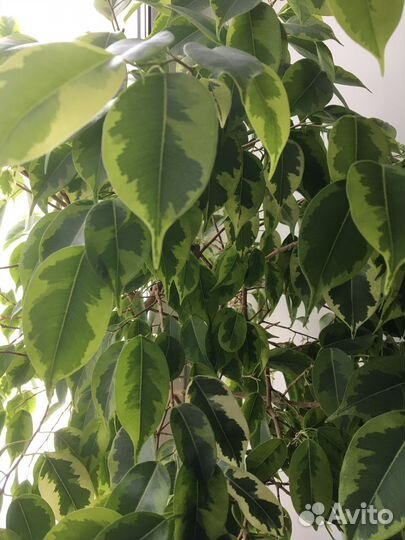 Фикус Бенджамина