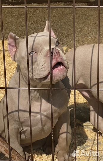 Американский булли - красивые мальчишки