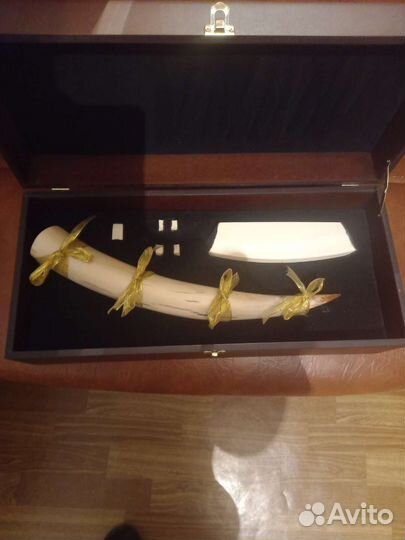 Бивень мамонтенка