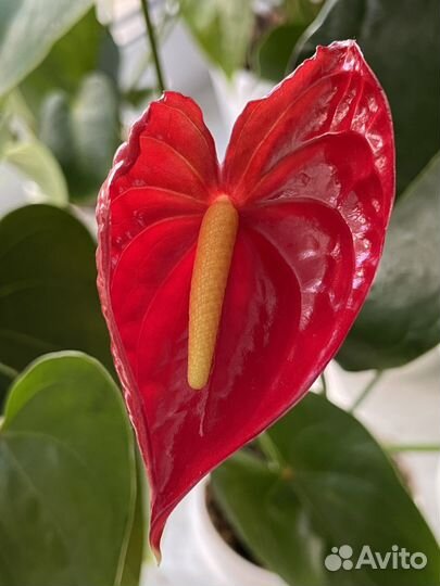 Антуриум Эдиссон