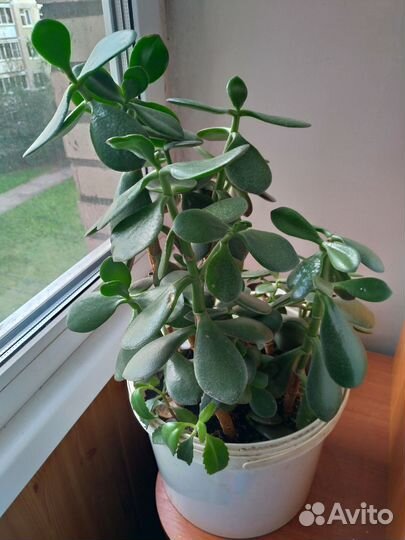 Красула толстянка