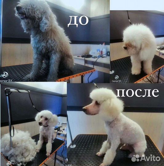 Уход за животными