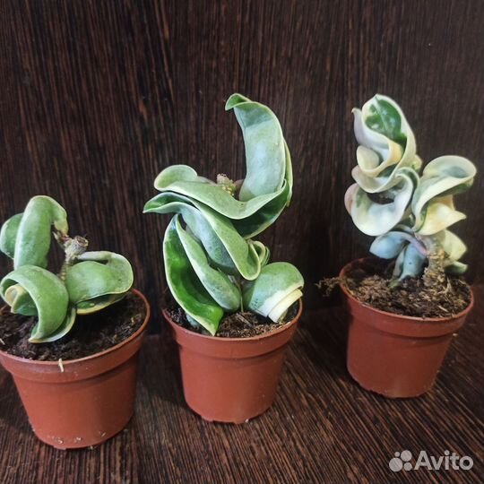 Хойя компакта вариегатная